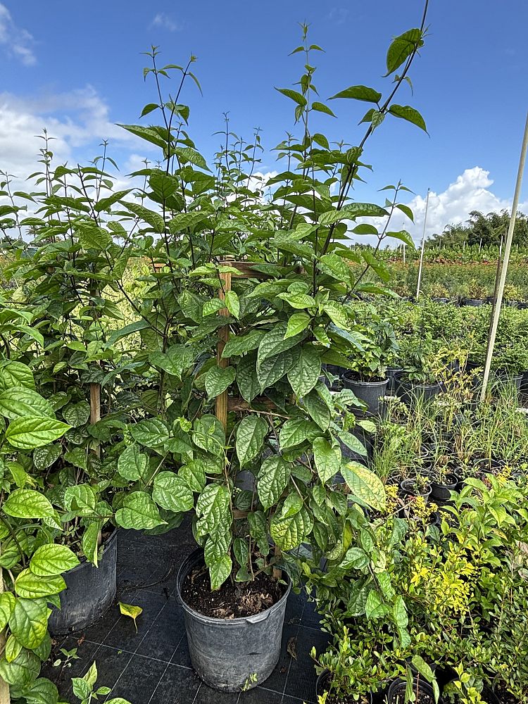 clerodendrum-thomsoniae-delectum-bleeding-heart-vine-red
