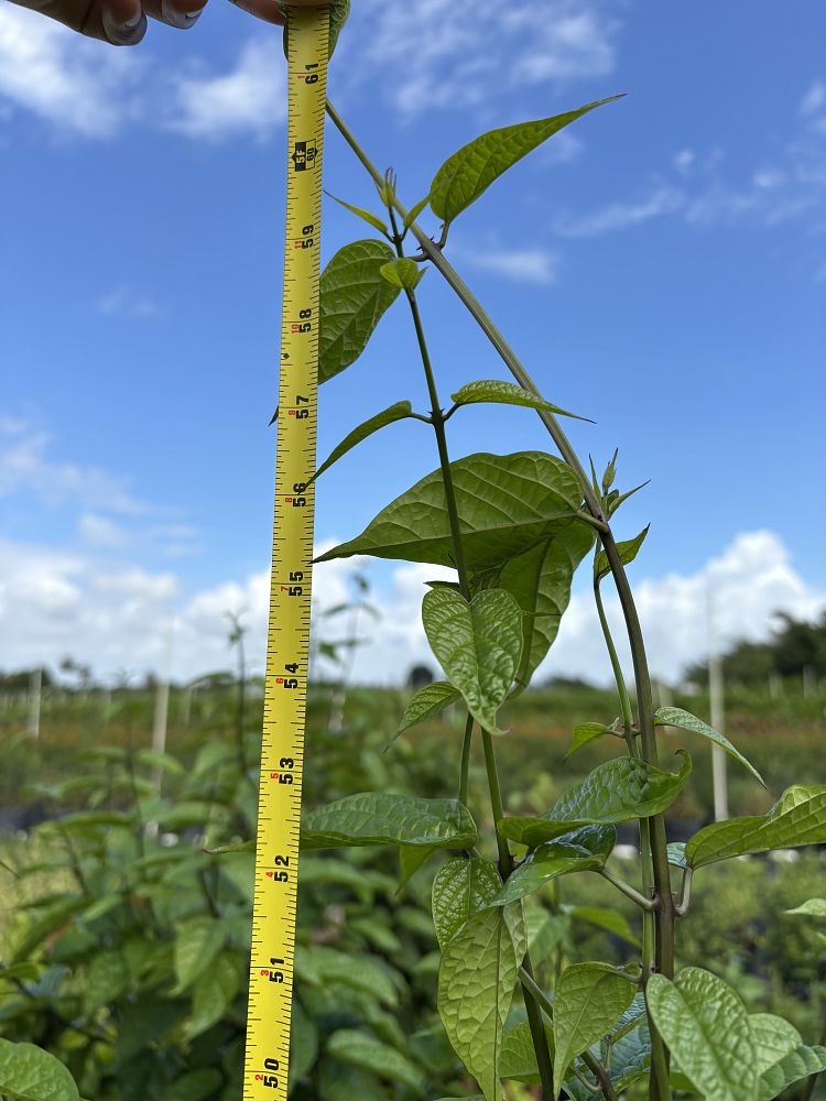 clerodendrum-thomsoniae-delectum-bleeding-heart-vine-red