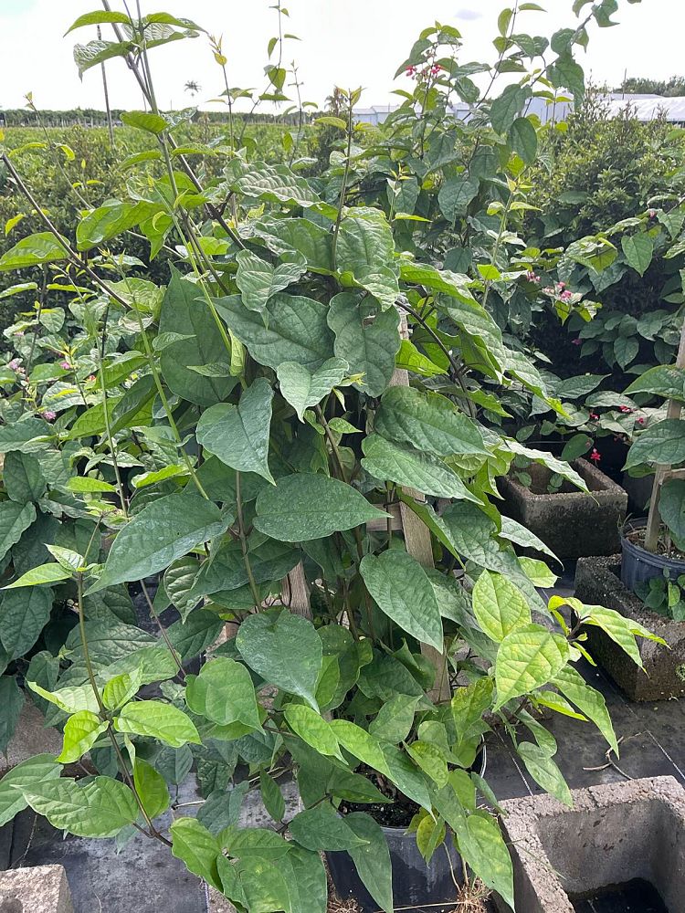 clerodendrum-thomsoniae-delectum-bleeding-heart-vine-red
