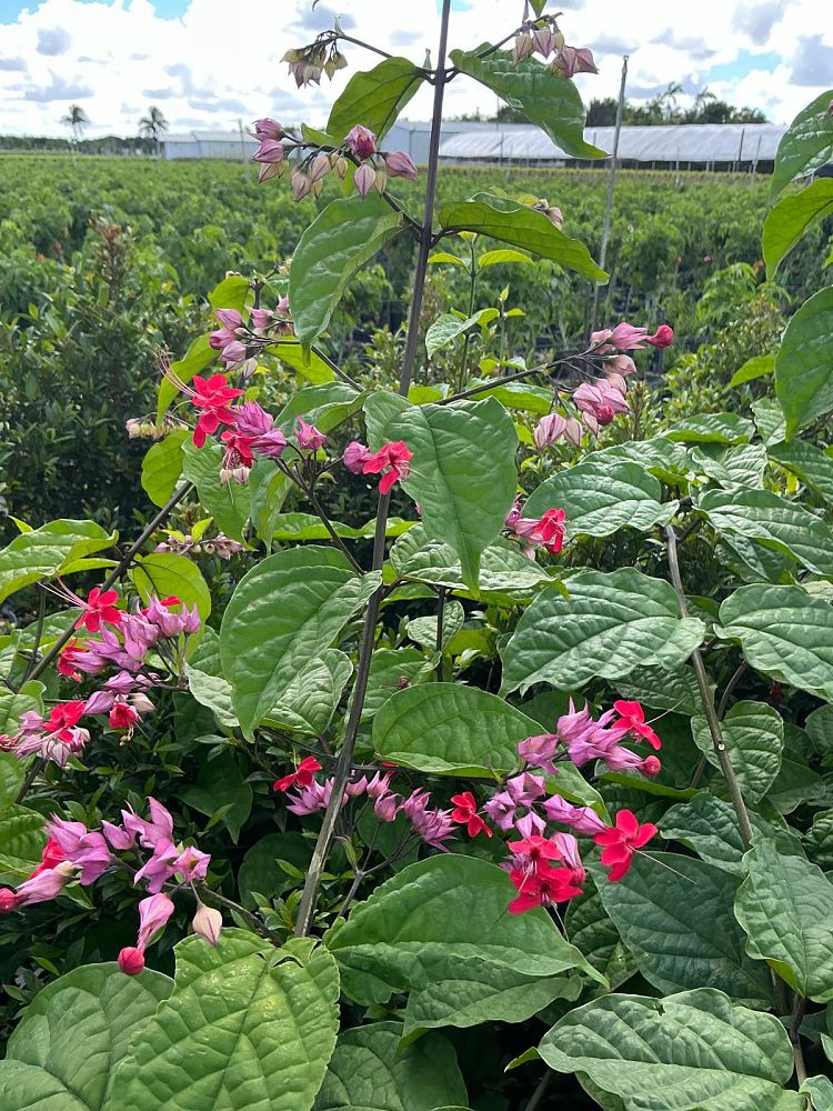 clerodendrum-thomsoniae-delectum-bleeding-heart-vine-red