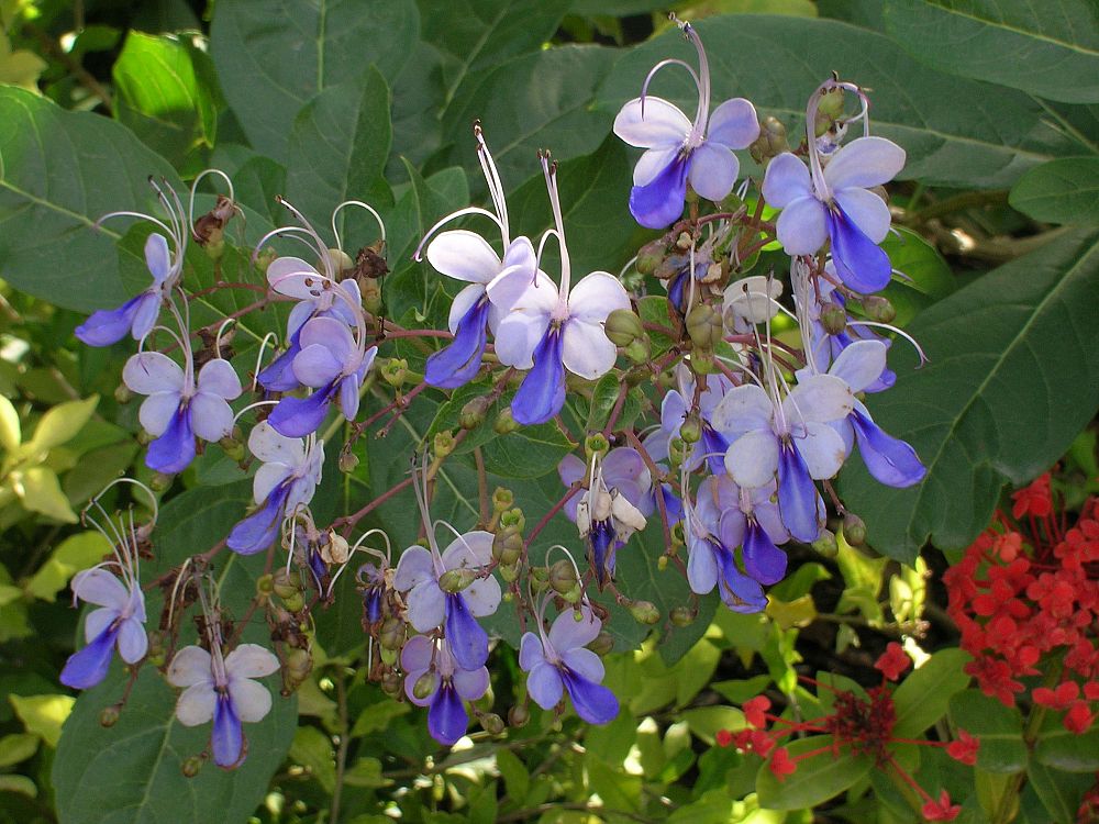 clerodendrum-ugandense-blue-butterfly-bush-rotheca-myricoides-clerodendrum-myricoides-ugandense