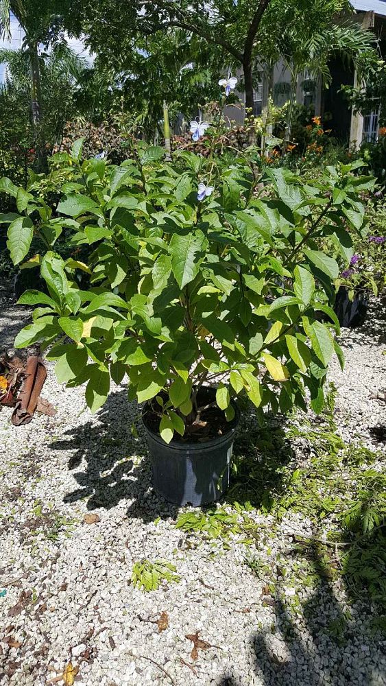 clerodendrum-ugandense-blue-butterfly-bush-rotheca-myricoides-clerodendrum-myricoides-ugandense