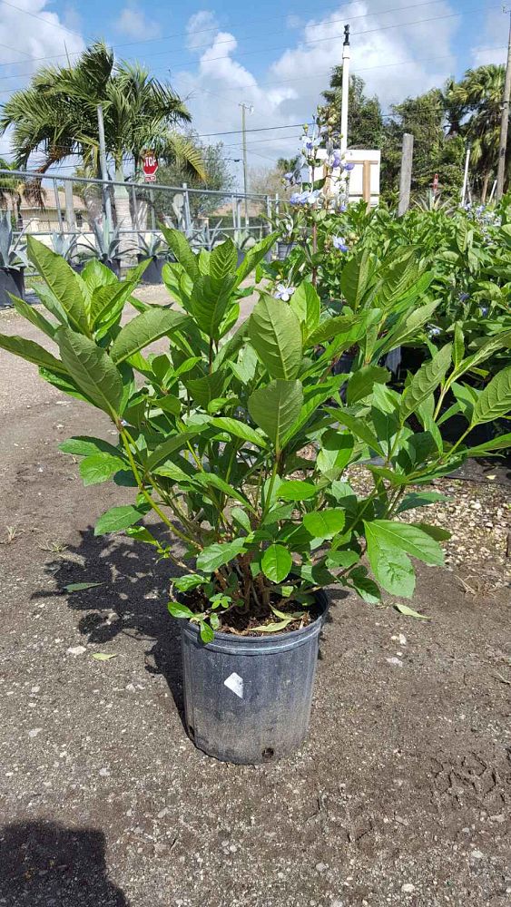 clerodendrum-ugandense-blue-butterfly-bush-rotheca-myricoides-clerodendrum-myricoides-ugandense