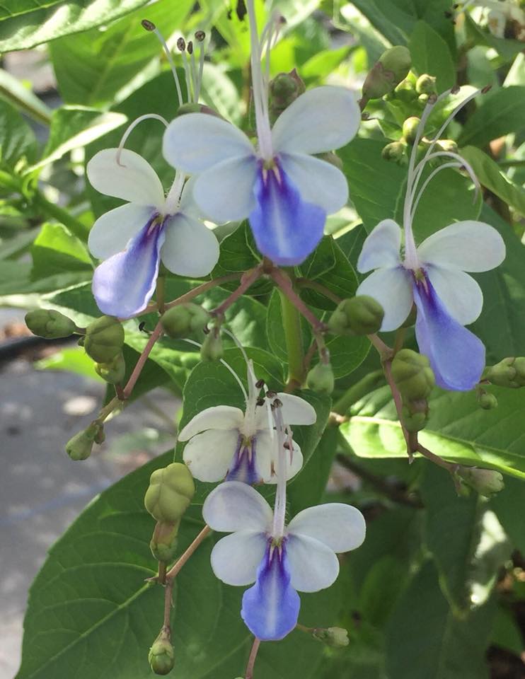clerodendrum-ugandense-blue-butterfly-bush-rotheca-myricoides-clerodendrum-myricoides-ugandense