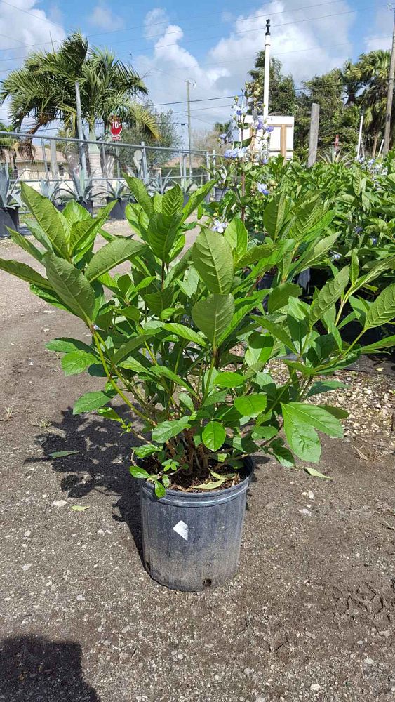 clerodendrum-ugandense-blue-butterfly-bush-rotheca-myricoides-clerodendrum-myricoides-ugandense