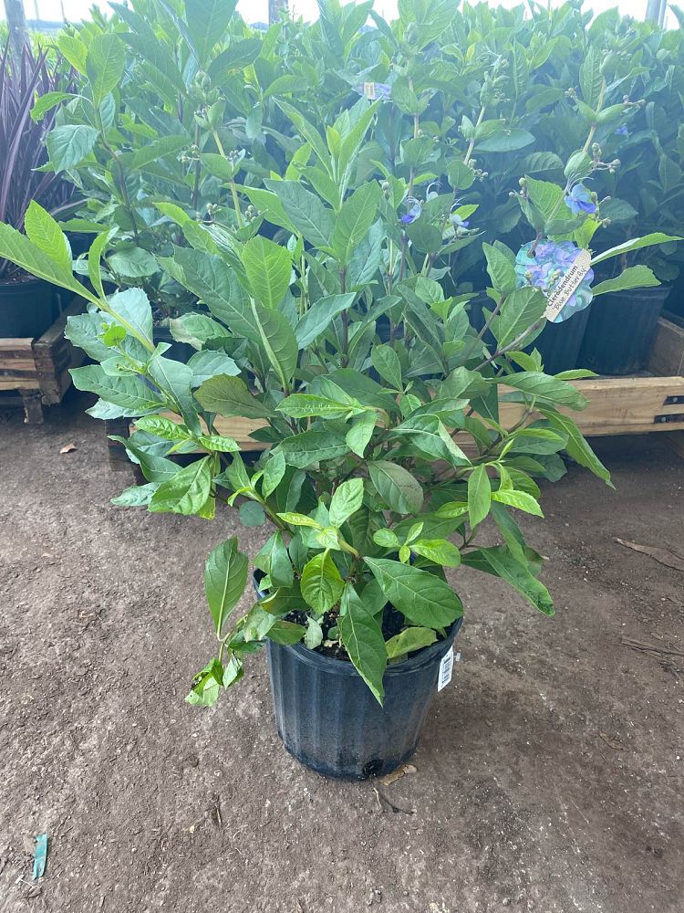 clerodendrum-ugandense-blue-butterfly-bush-rotheca-myricoides-clerodendrum-myricoides-ugandense