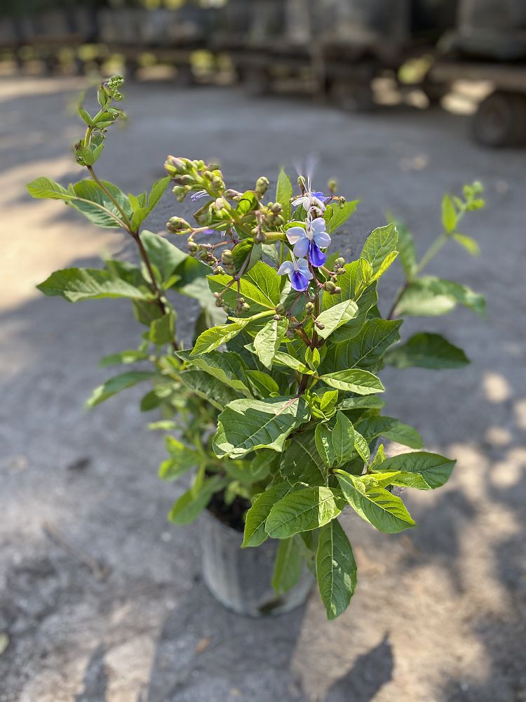 clerodendrum-ugandense-blue-butterfly-bush-rotheca-myricoides-clerodendrum-myricoides-ugandense