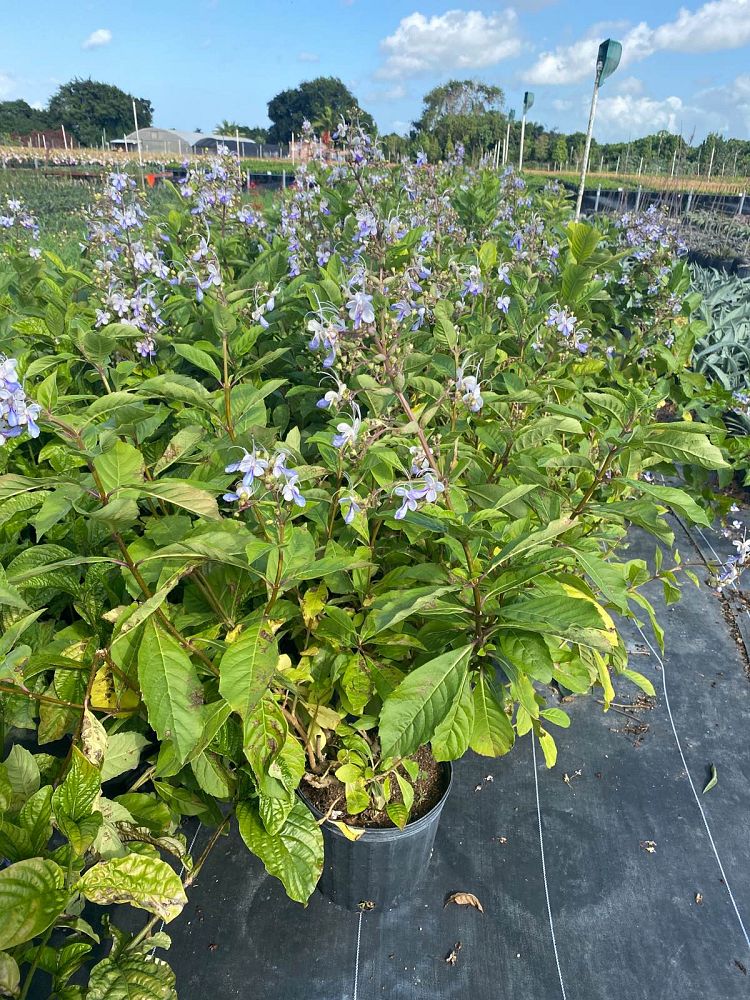 clerodendrum-ugandense-blue-butterfly-bush-rotheca-myricoides-clerodendrum-myricoides-ugandense