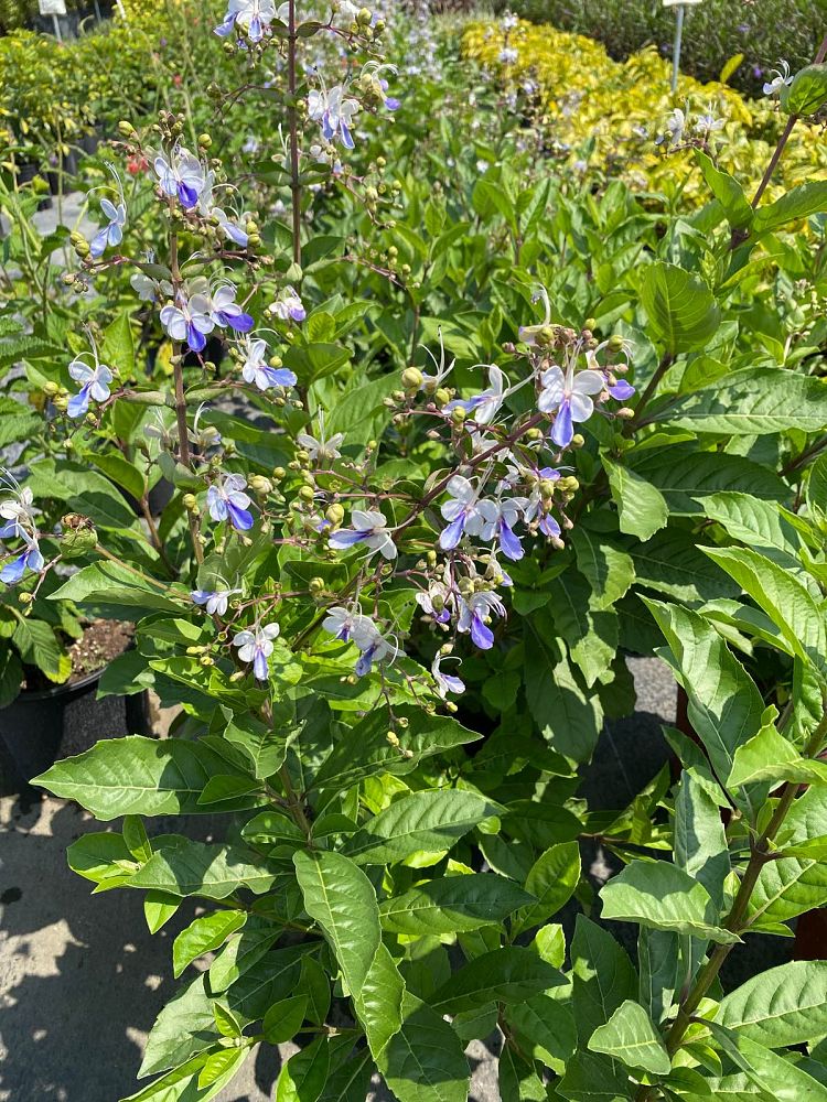 clerodendrum-ugandense-blue-butterfly-bush-rotheca-myricoides-clerodendrum-myricoides-ugandense