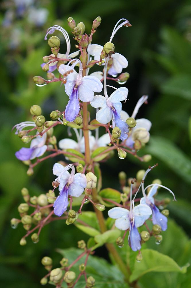 clerodendrum-ugandense-blue-butterfly-bush-rotheca-myricoides-clerodendrum-myricoides-ugandense
