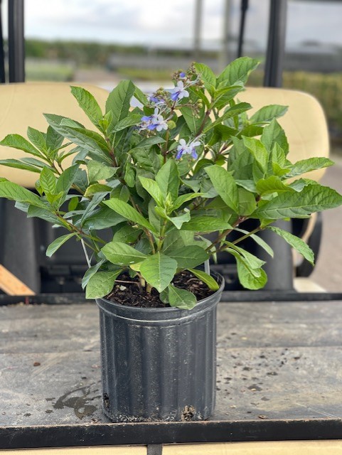 clerodendrum-ugandense-blue-butterfly-bush-rotheca-myricoides-clerodendrum-myricoides-ugandense