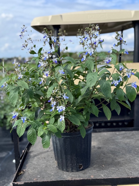 clerodendrum-ugandense-blue-butterfly-bush-rotheca-myricoides-clerodendrum-myricoides-ugandense