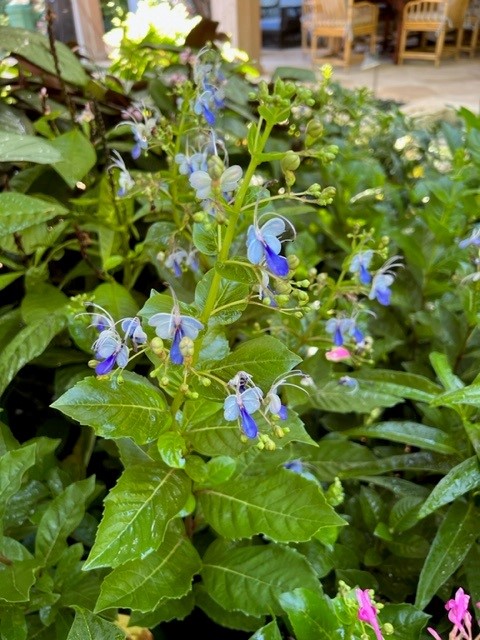 clerodendrum-ugandense-blue-butterfly-bush-rotheca-myricoides-clerodendrum-myricoides-ugandense