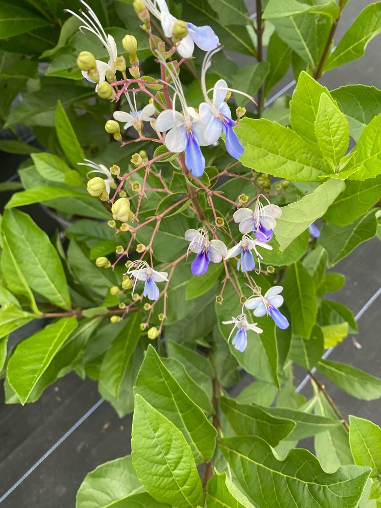 clerodendrum-ugandense-blue-butterfly-bush-rotheca-myricoides-clerodendrum-myricoides-ugandense