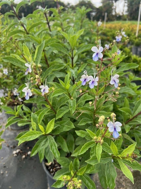 clerodendrum-ugandense-blue-butterfly-bush-rotheca-myricoides-clerodendrum-myricoides-ugandense