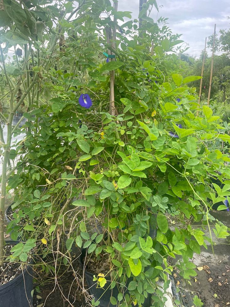 clerodendrum-ugandense-blue-butterfly-bush-rotheca-myricoides-clerodendrum-myricoides-ugandense