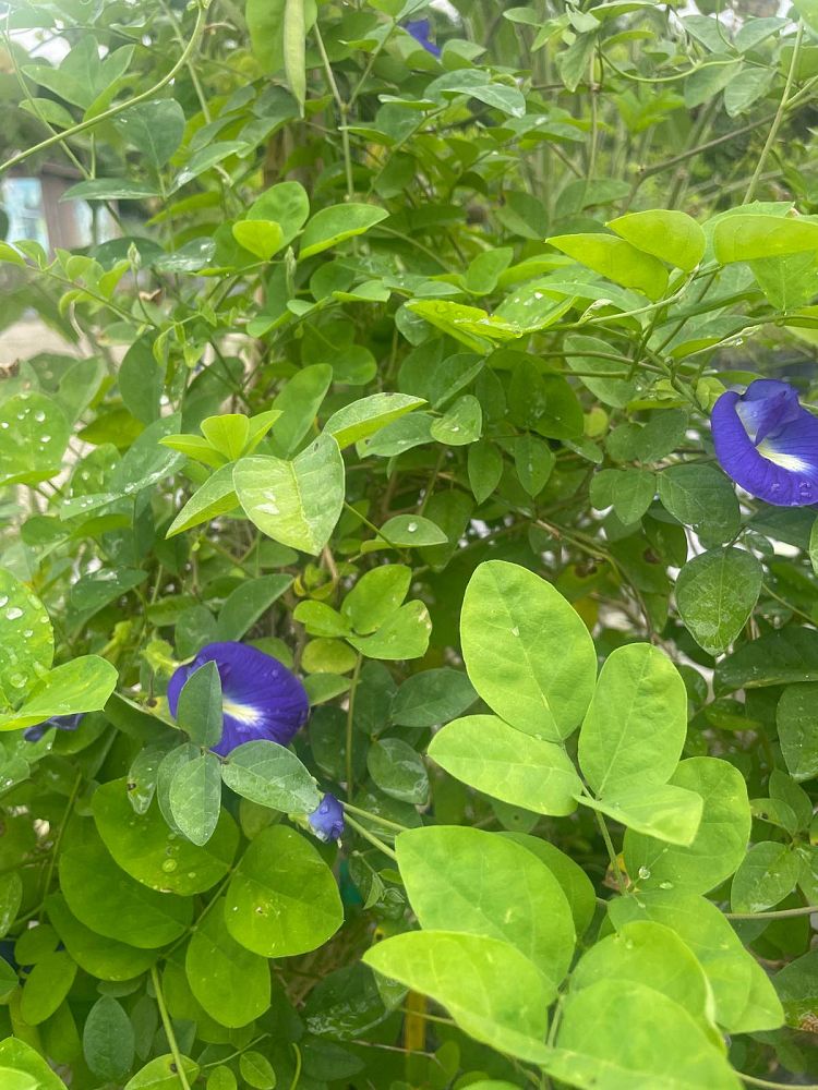 clerodendrum-ugandense-blue-butterfly-bush-rotheca-myricoides-clerodendrum-myricoides-ugandense