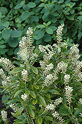 clethra-alnifolia-hummingbird-summersweet