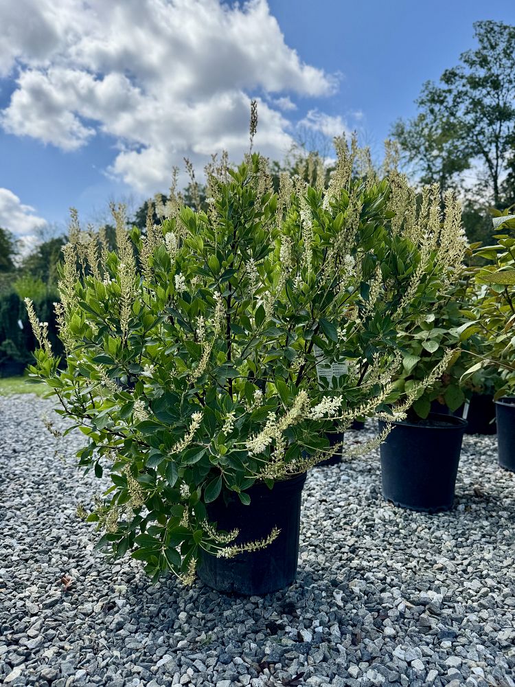clethra-alnifolia-hummingbird-summersweet