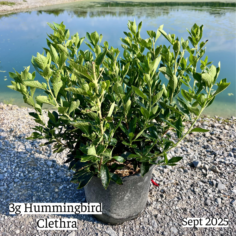 clethra-alnifolia-hummingbird-summersweet