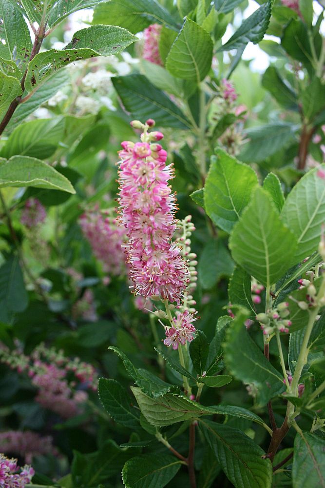 clethra-alnifolia-ruby-spice-summersweet