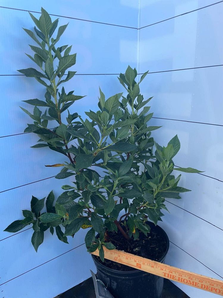 clethra-alnifolia-ruby-spice-summersweet