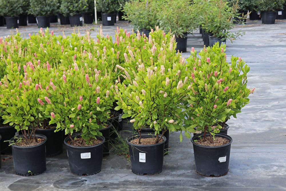 clethra-alnifolia-ruby-spice-summersweet
