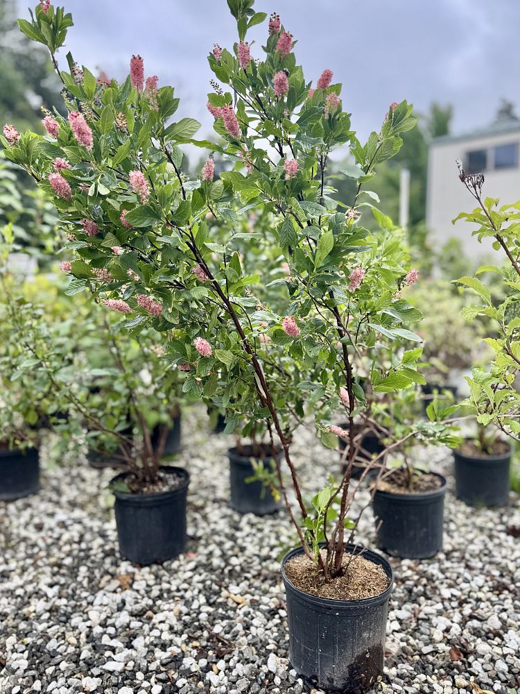 clethra-alnifolia-ruby-spice-summersweet