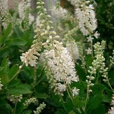 clethra-alnifolia-september-beauty-summersweet