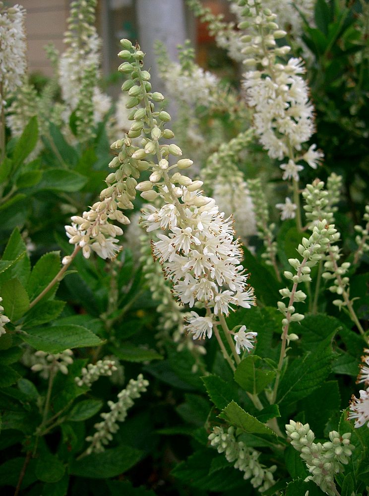 clethra-alnifolia-sixteen-candles-summersweet