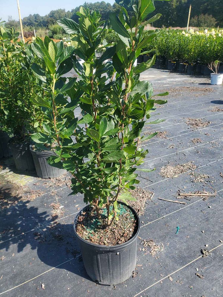 clethra-alnifolia-sixteen-candles-summersweet