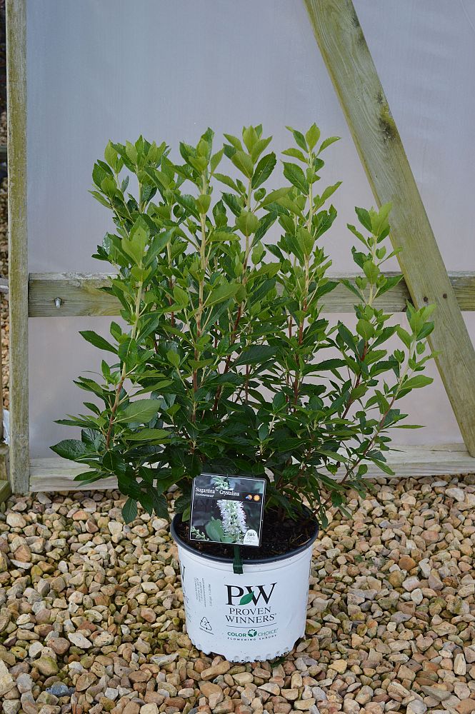 clethra-alnifolia-sugartina-crystalina-summersweet