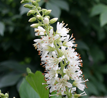 clethra-alnifolia-sugartina-crystalina-summersweet
