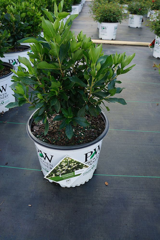 clethra-alnifolia-sugartina-crystalina-summersweet