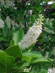 clethra-alnifolia-summersweet