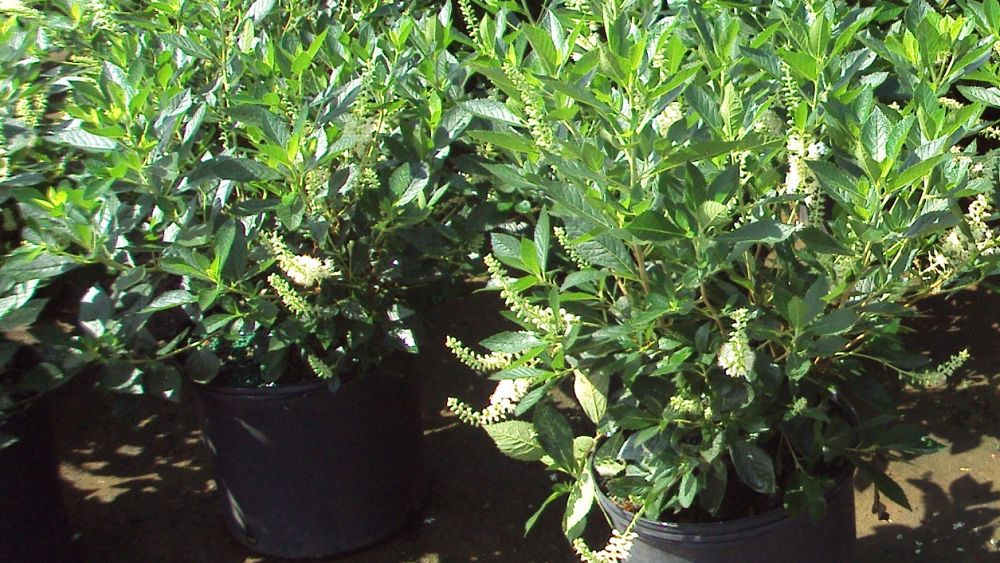 clethra-alnifolia-summersweet