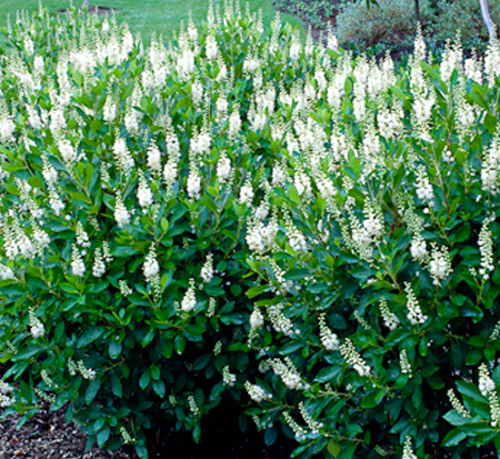 clethra-alnifolia-summersweet