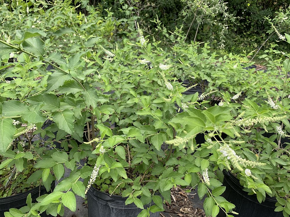 clethra-alnifolia-vanilla-spice-summersweet