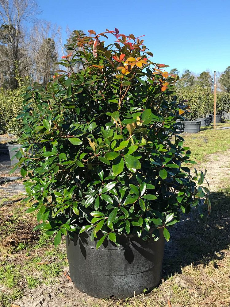 Brunson Wholesale Nursery