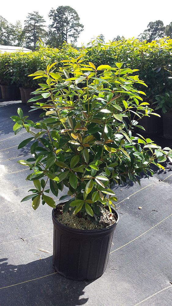 cleyera-japonica-romeo-trade-cleyera
