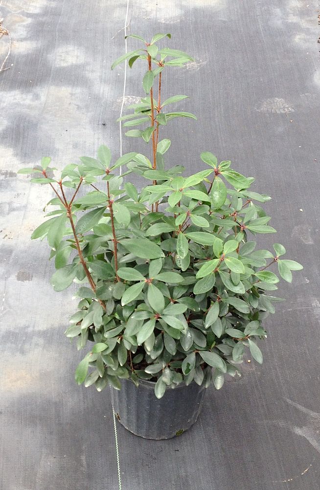 cleyera-japonica-romeo-trade-cleyera