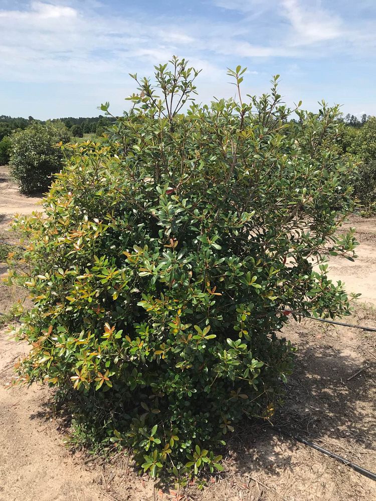 cleyera-japonica-romeo-trade-cleyera