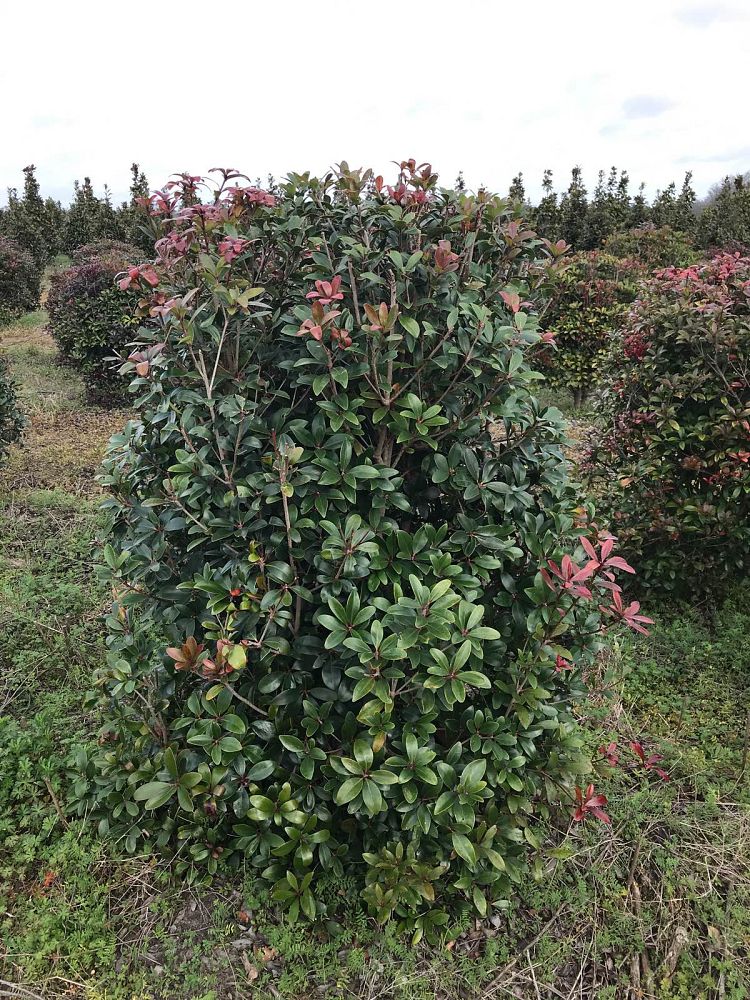 cleyera-japonica-romeo-trade-cleyera