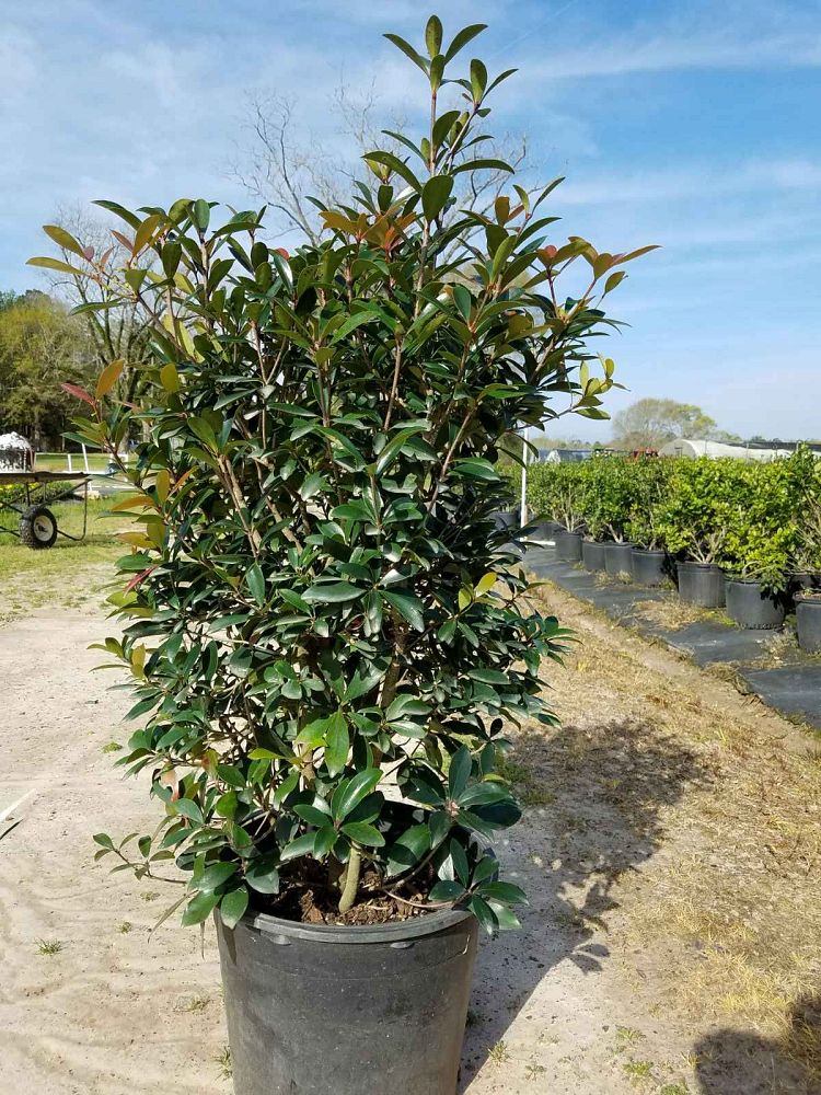 cleyera-japonica-romeo-trade-cleyera