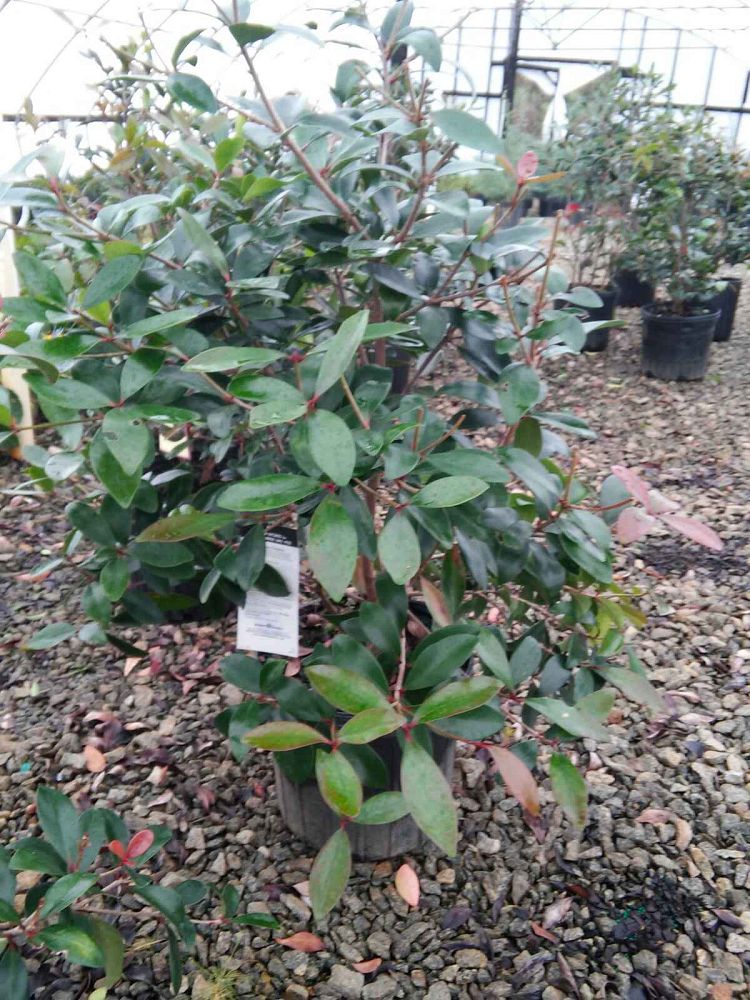 cleyera-japonica-romeo-trade-cleyera