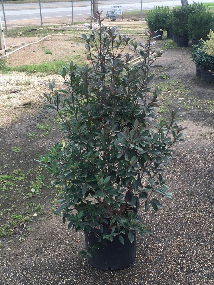 cleyera-japonica-romeo-trade-cleyera