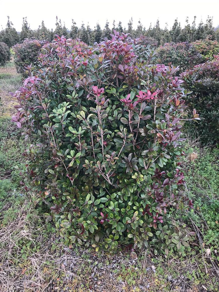 cleyera-japonica-romeo-trade-cleyera