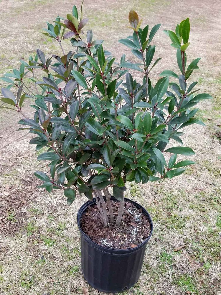 cleyera-japonica-romeo-trade-cleyera