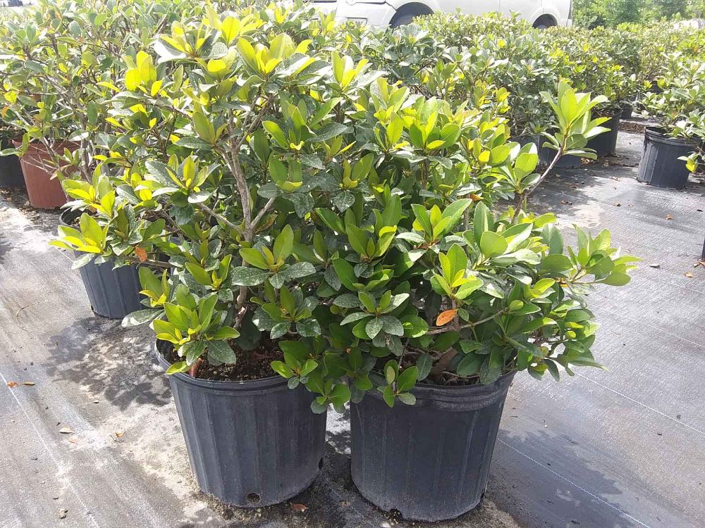 cleyera-japonica-romeo-trade-cleyera