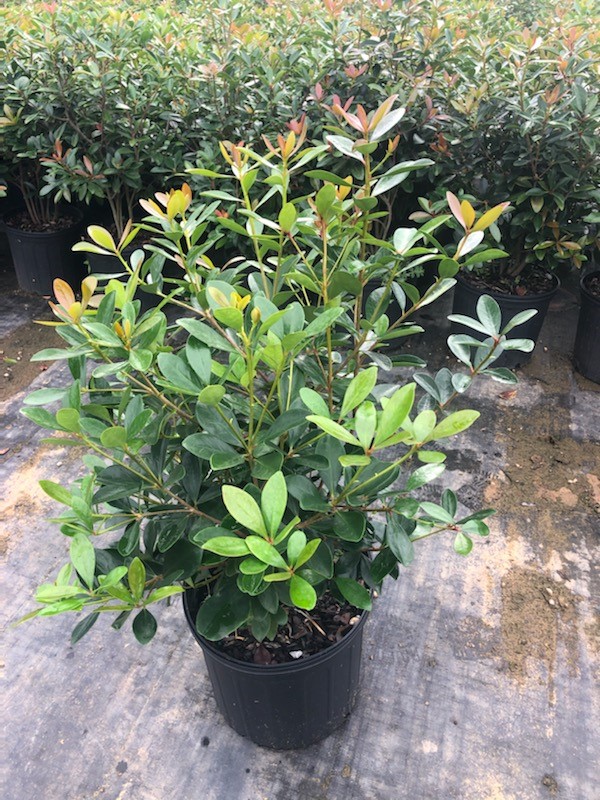 cleyera-japonica-romeo-trade-cleyera